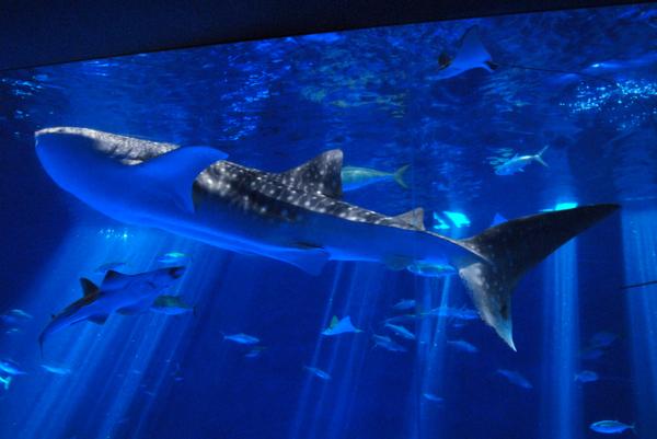 Io World Kagoshima City Aquarium