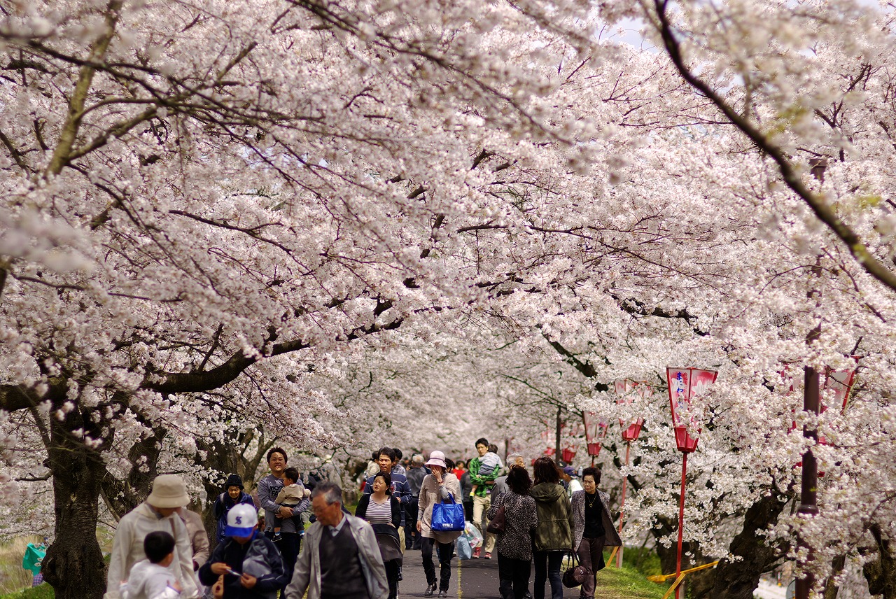 Row of Cherry Trees on Hiikawa River Bank