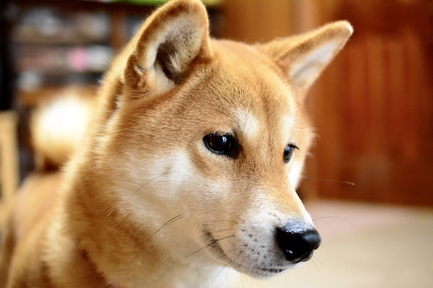 Ultimate Guide to 6 Native Japanese Dogs