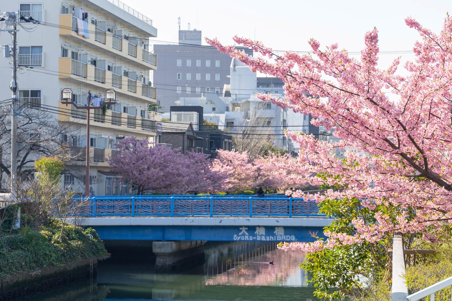 7 Best Hidden Spots to See Sakura Cherry Blossoms in and around Tokyo