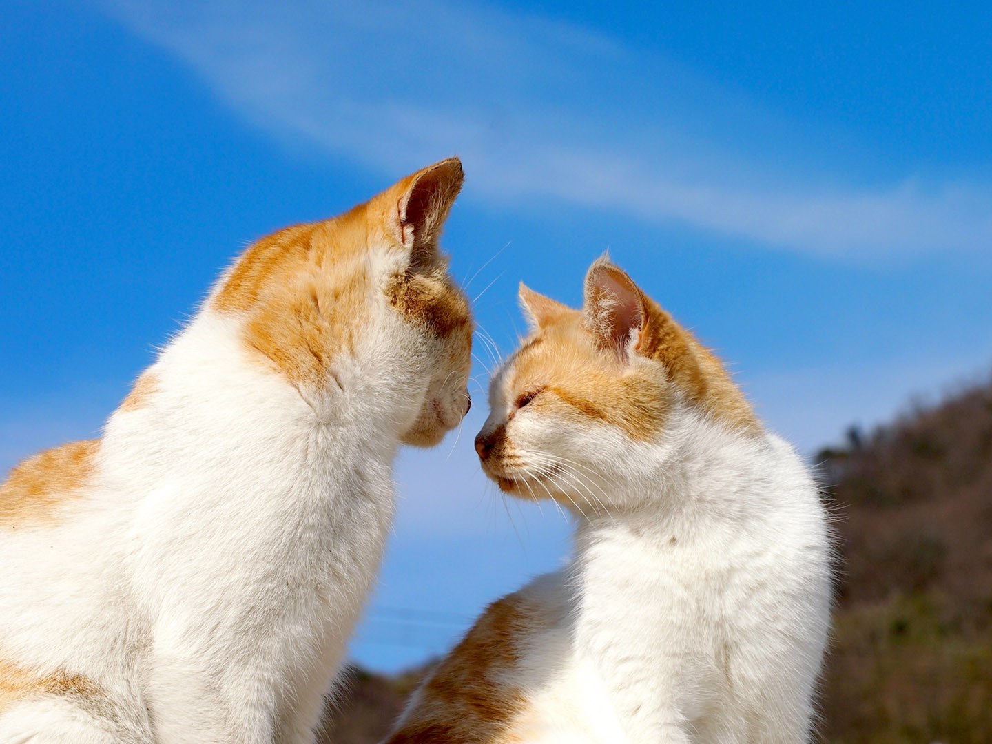 15 Best Cat Island Across Japan