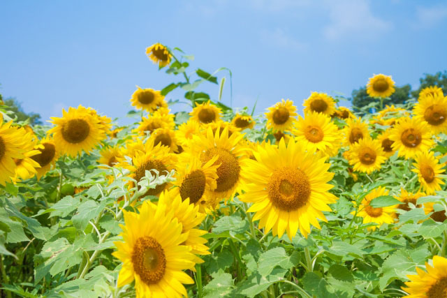 16 Best Places to See Sunflower in Kanto Region