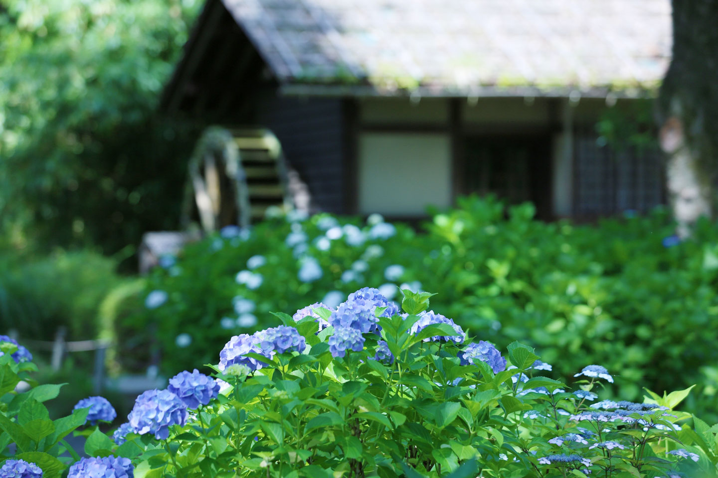 11 Best Places to See Hydrangeas (Ajisai) in Kanto Region