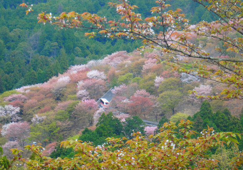 A cherry blossom viewing tour around Mt. Yoshino in Nara 