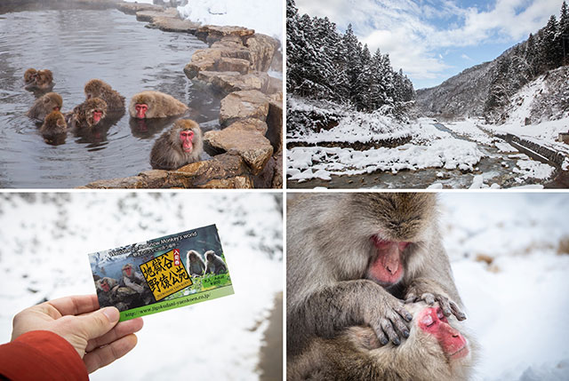 The Snow Monkeys of Nagano