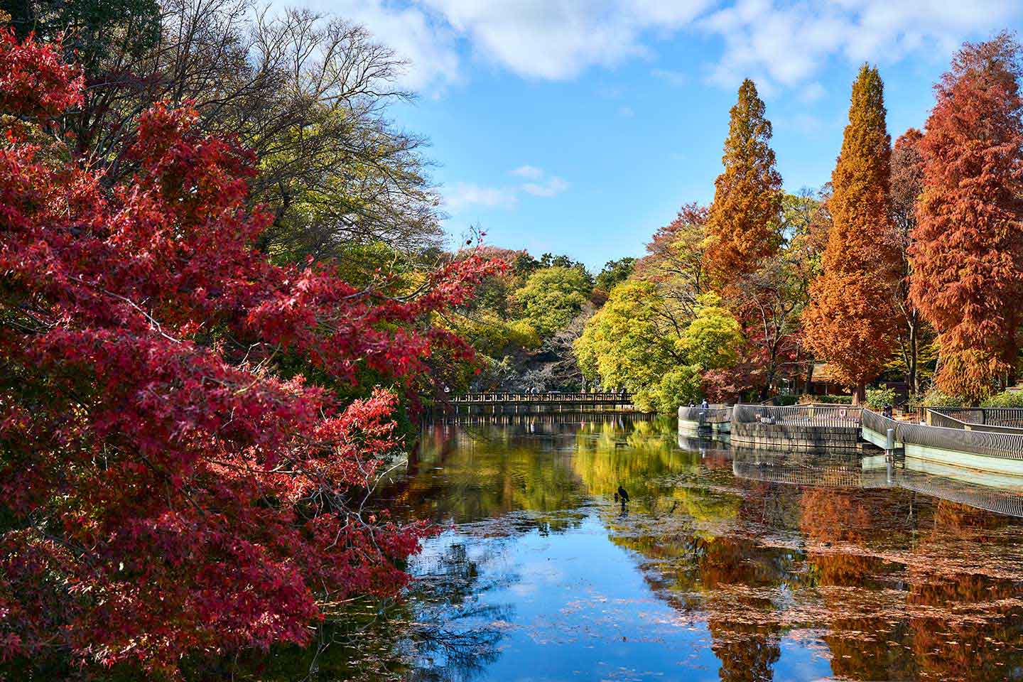 Six Places in Tokyo to Enjoy the Autumn Colours